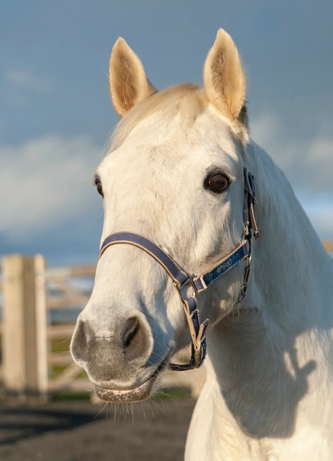 Moyrus,  senior mixed breed for adoption at Here4Horses