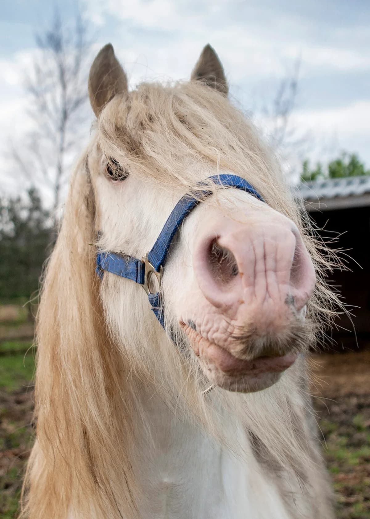 Murphy,  (Here4Horses)