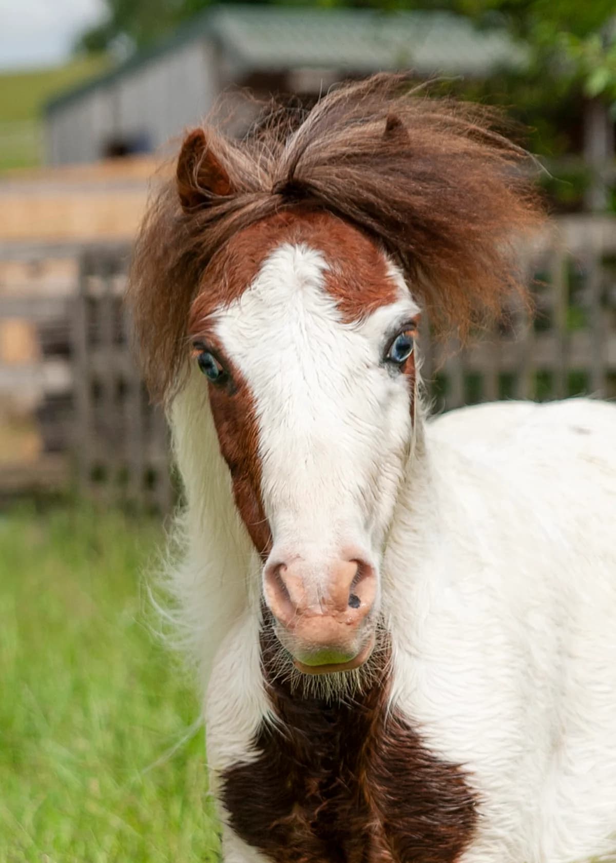 Ninja,  (Here4Horses)