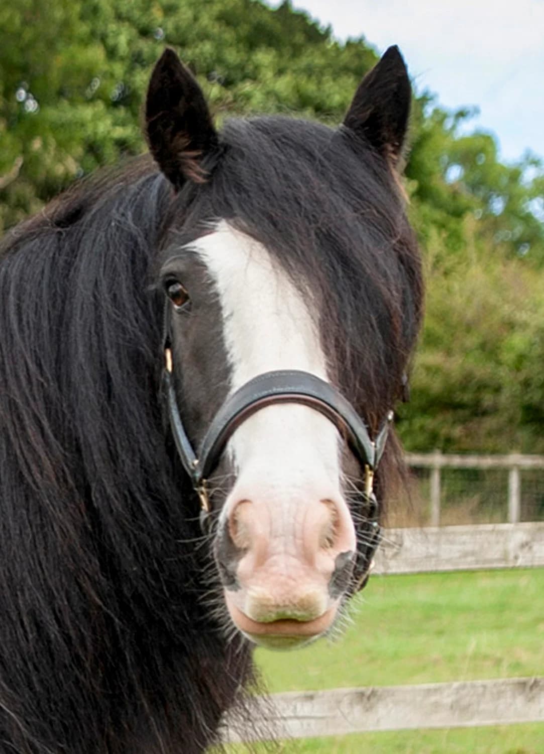 Parsley,  senior mixed breed for adoption at Here4Horses