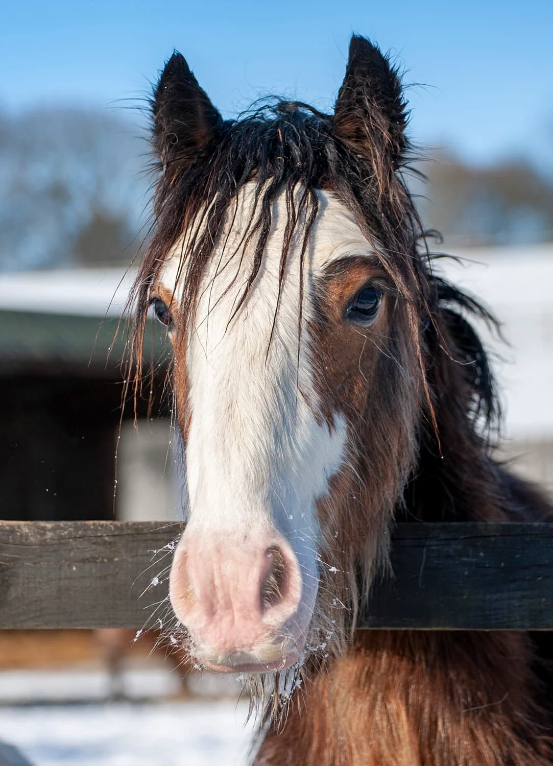 Perkins,  7yo mixed breed for adoption at Here4Horses