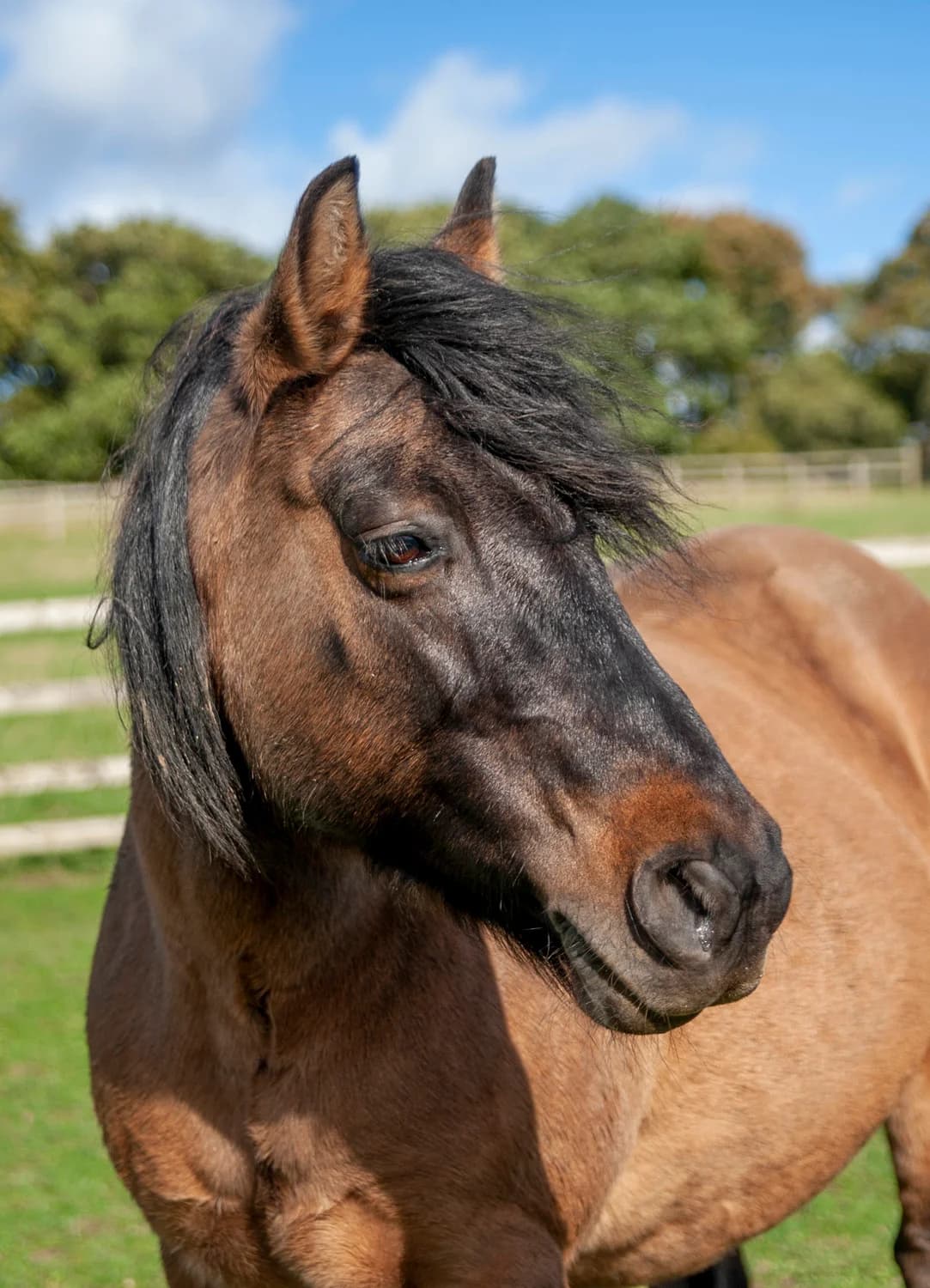 Sophie,  senior mixed breed for adoption at Here4Horses