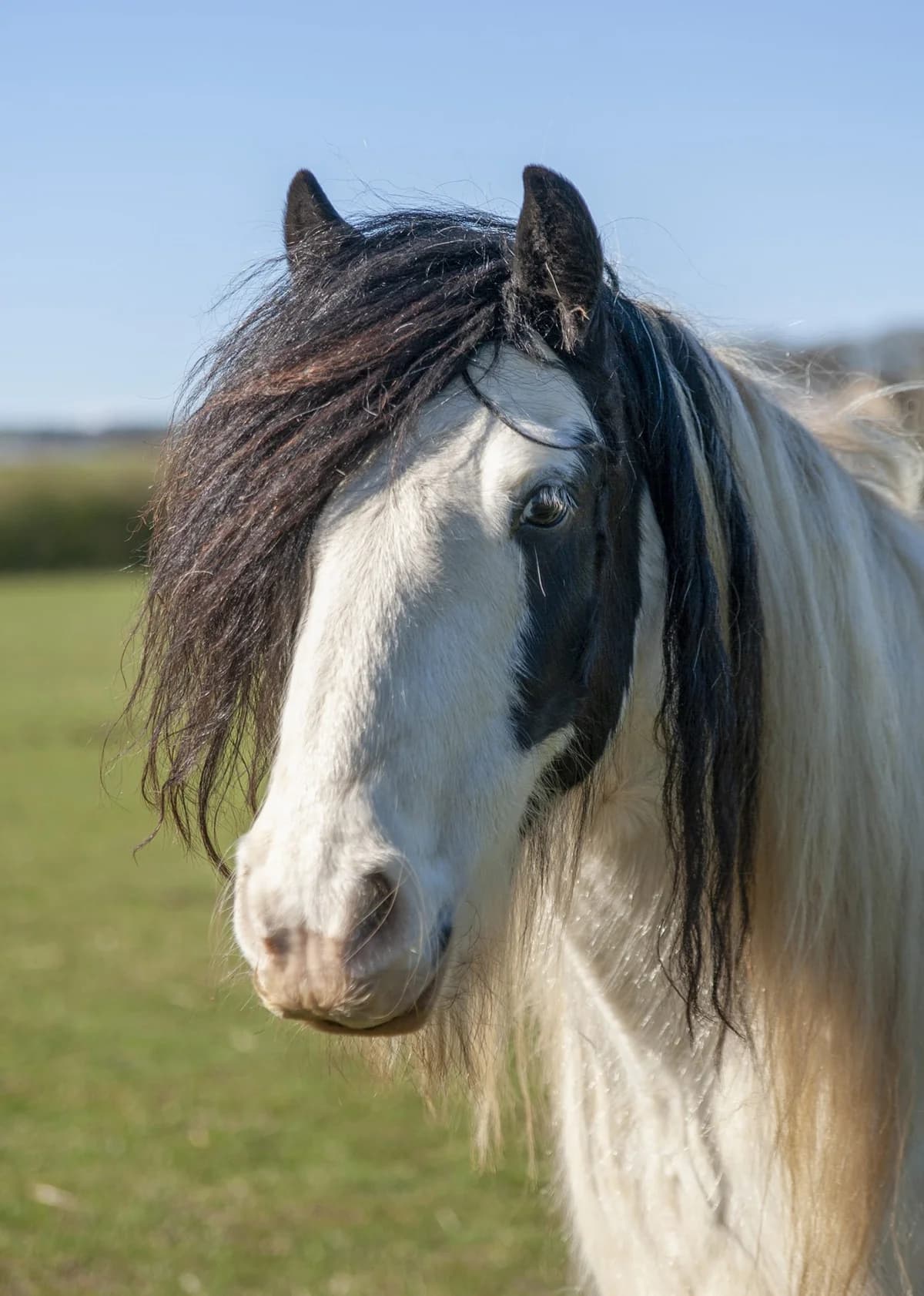 Stephen,  (Here4Horses)