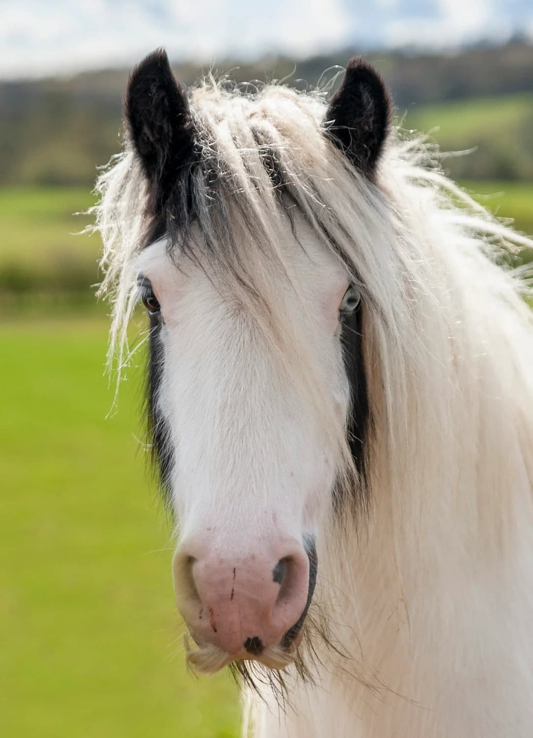 Sullivan (Sully),  senior mixed breed for adoption at Here4Horses