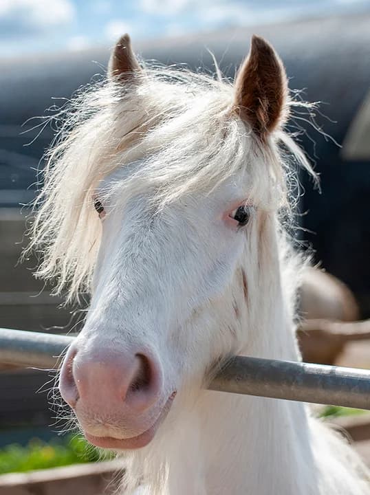 Summer,  (Here4Horses)