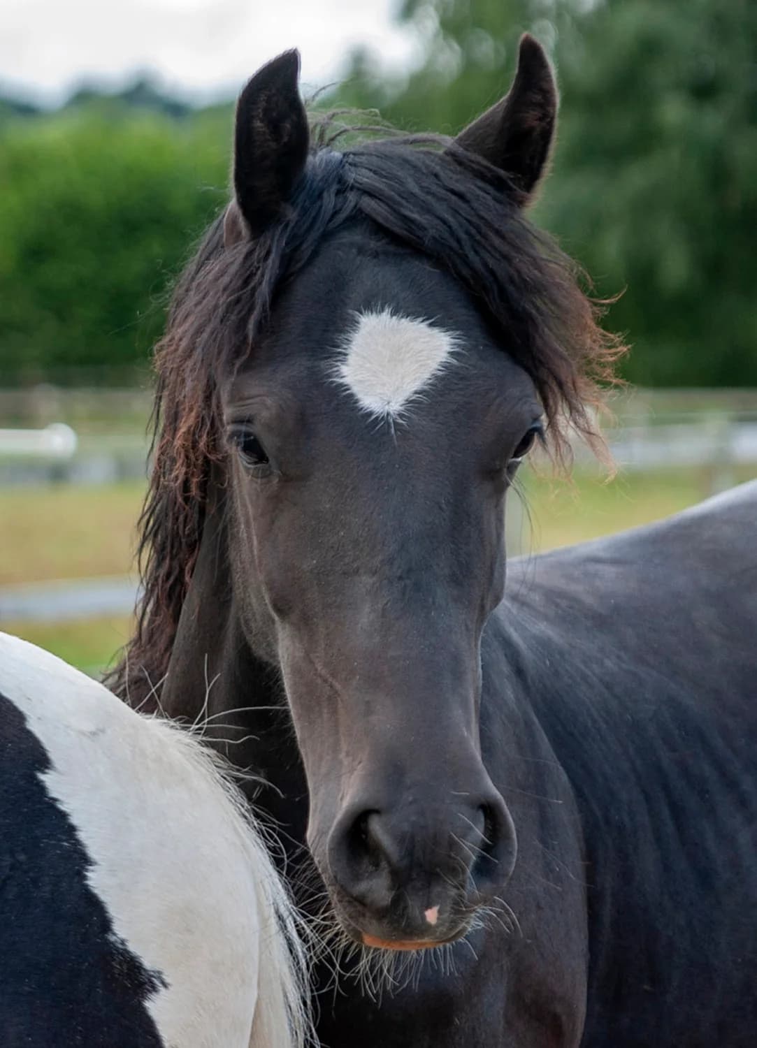 TikTok,  5yo mixed breed for adoption at Here4Horses