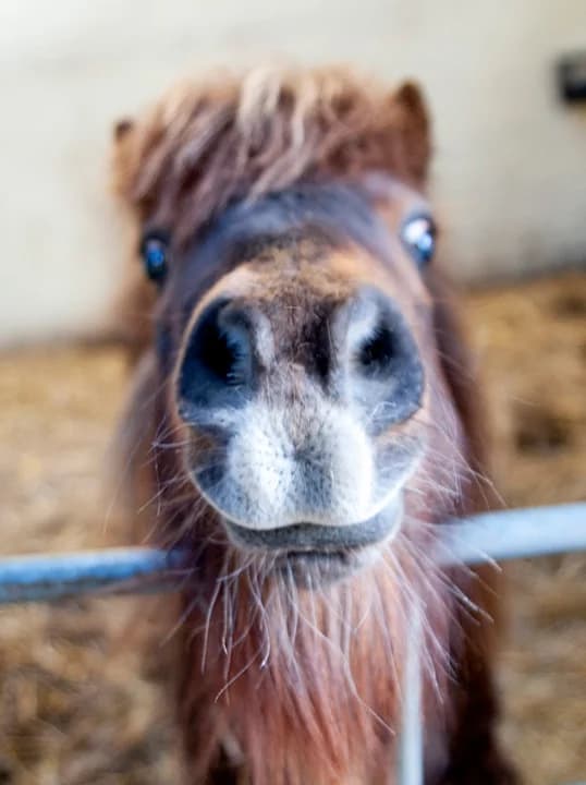 Tinkerbelle,  (Here4Horses)