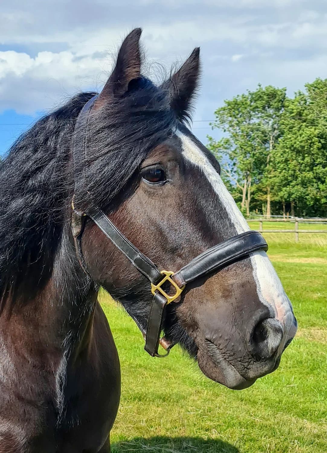 Tommy Shelby,  senior mixed breed for adoption at Here4Horses
