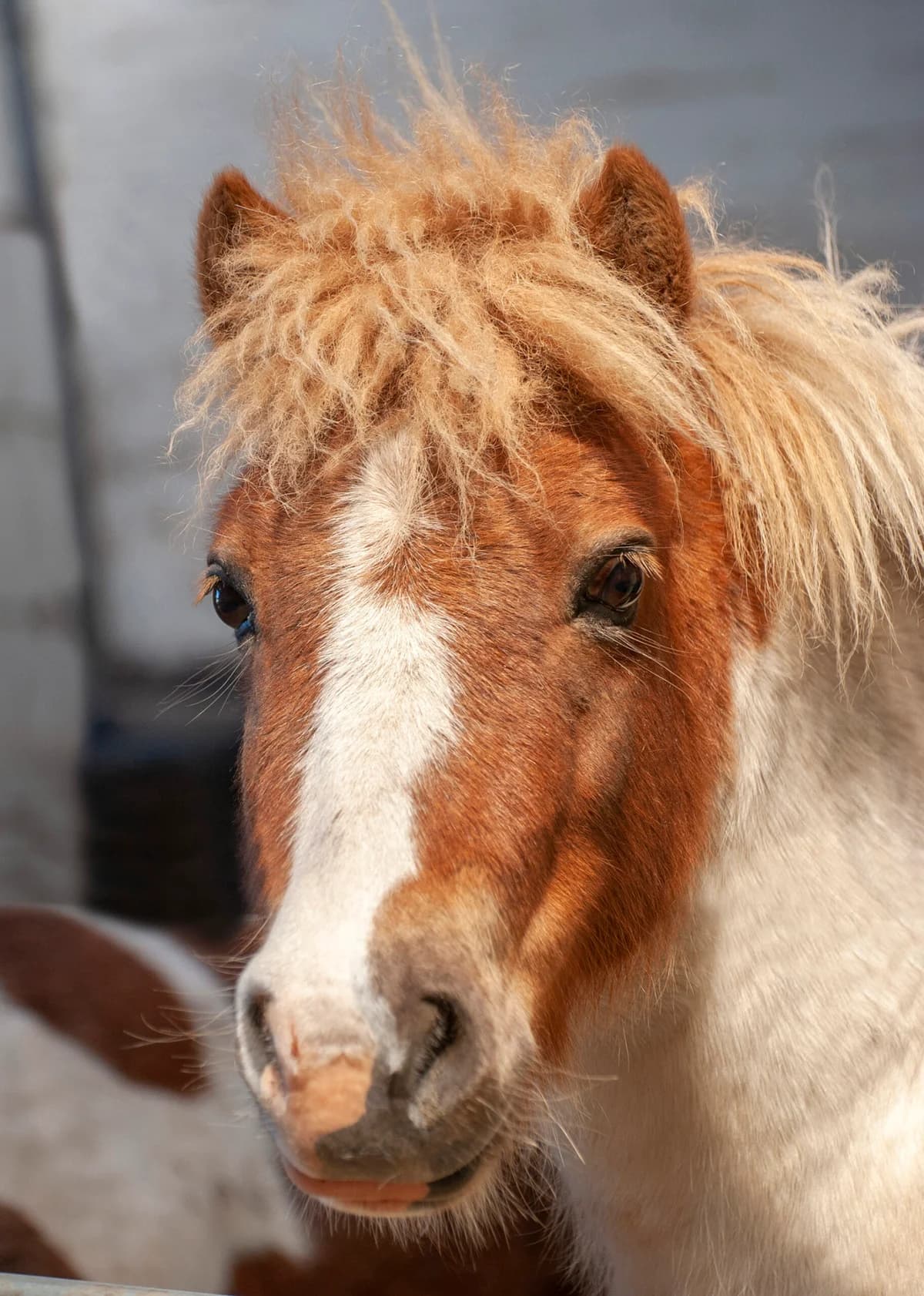 Trigger,  (Here4Horses)