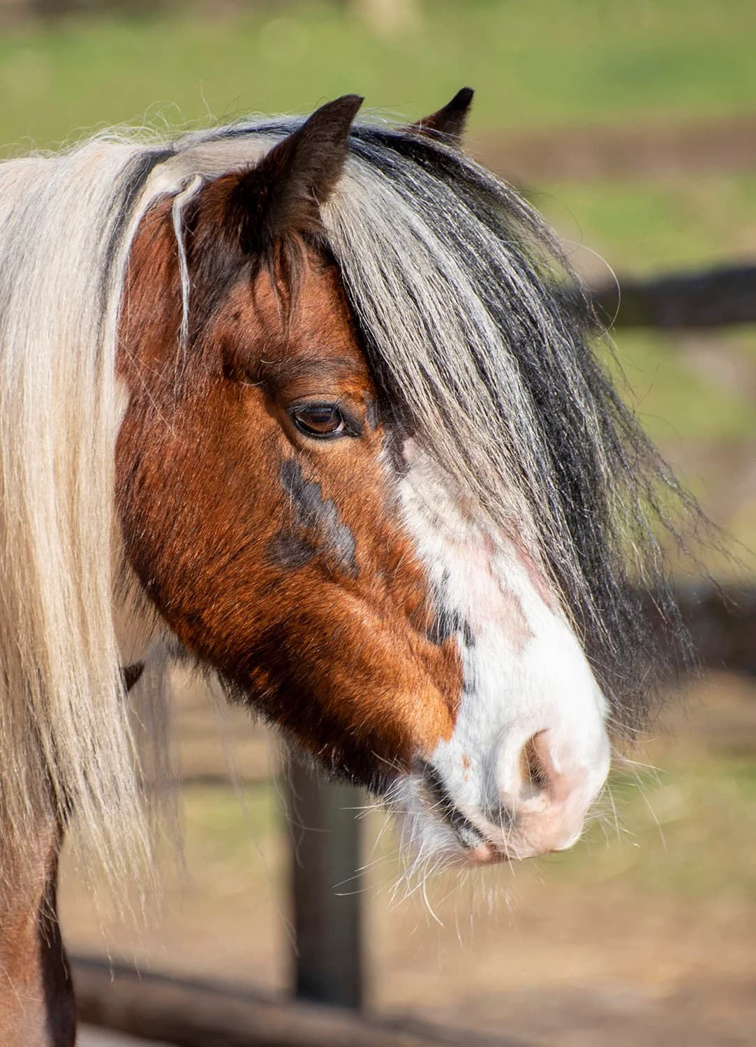 Womble,  senior mixed breed for adoption at Here4Horses