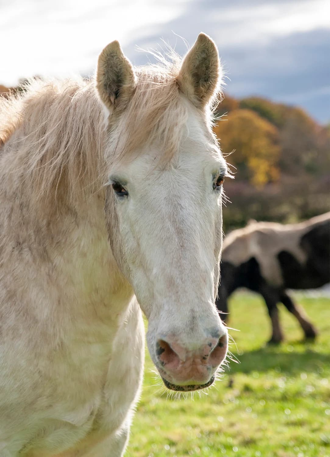 Zeus,  senior mixed breed for adoption at Here4Horses
