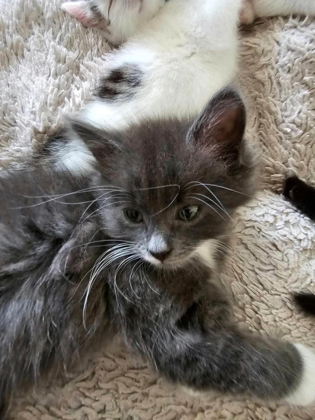 Taz & Toby, male puppy Mixed Breed for adoption at Heronbank Cat Rescue