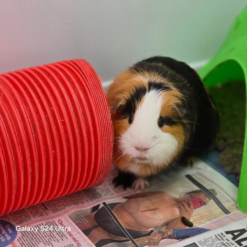 Squash, female young Mixed Breed for adoption at Humane Education Society