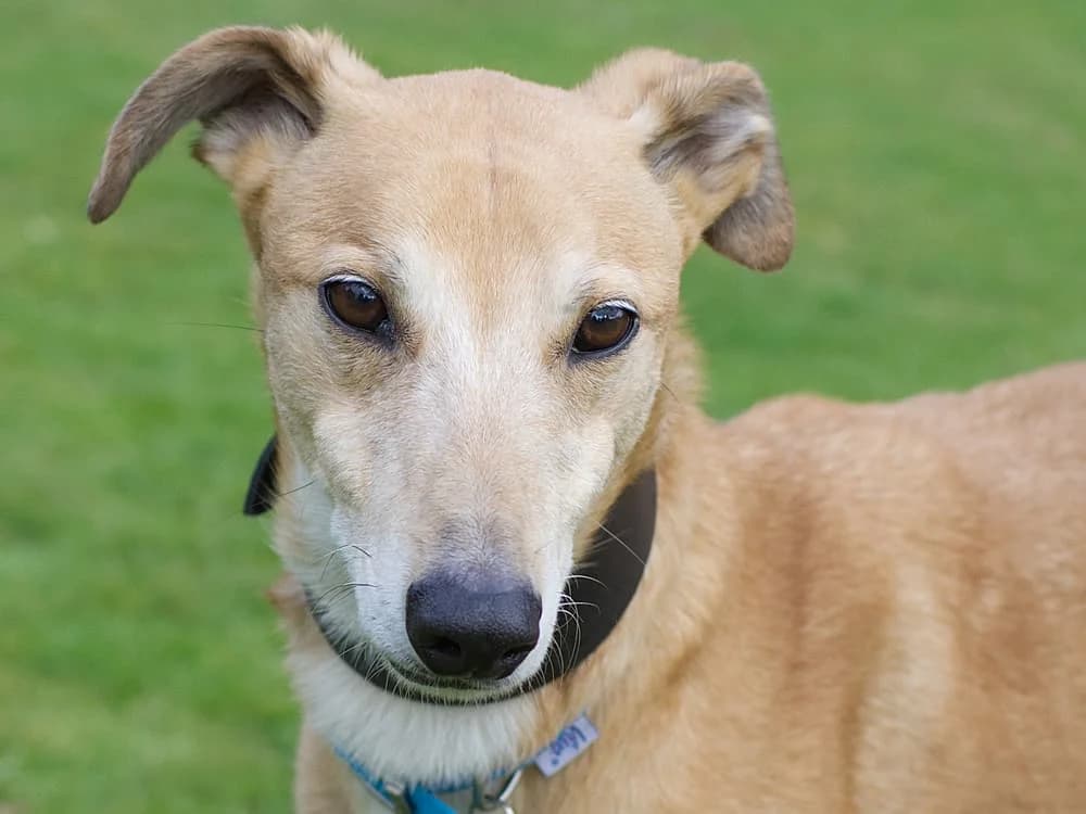CHARLIE, fawn male 6yo Greyhound for adoption at Home Run Hounds Greyhound Charity