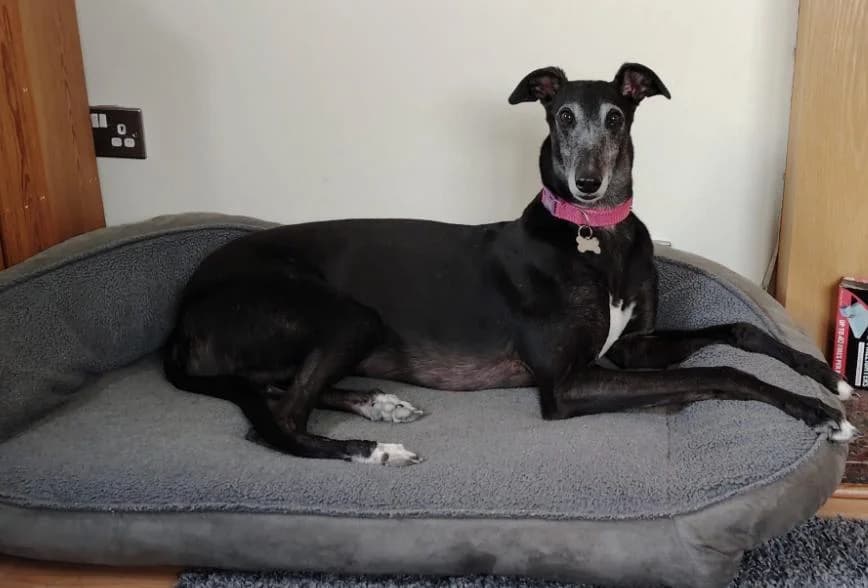 COCO, black male Greyhound for adoption at Home Run Hounds Greyhound Charity
