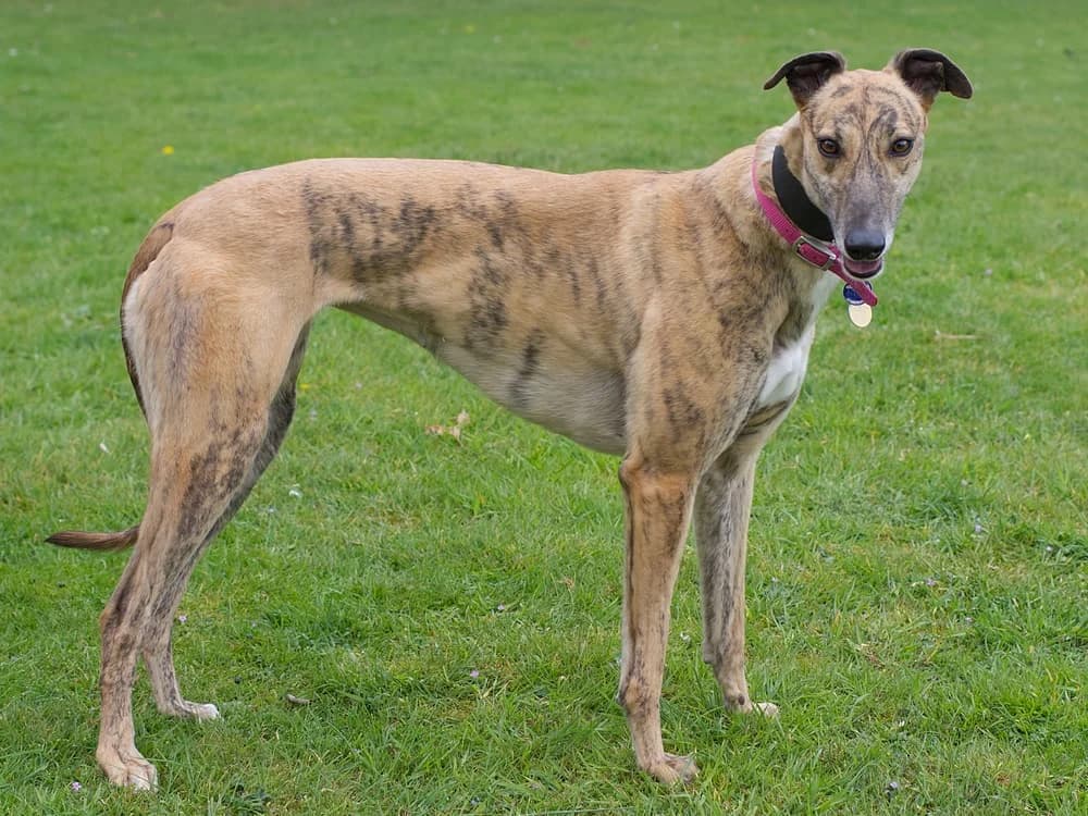 VERA,  Greyhound for adoption at Home Run Hounds Greyhound Charity