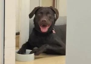 MILLIE, female puppy Labrador Retriever for adoption at Homealabrador