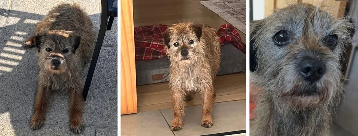 Adopt Alma, female senior Mixed Breed for adoption at Hope Rescue, Pontyclun