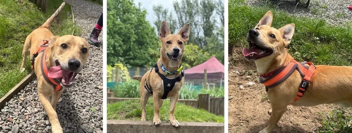 Adopt Azriel, male puppy Mixed Breed for adoption at Hope Rescue, Pontyclun
