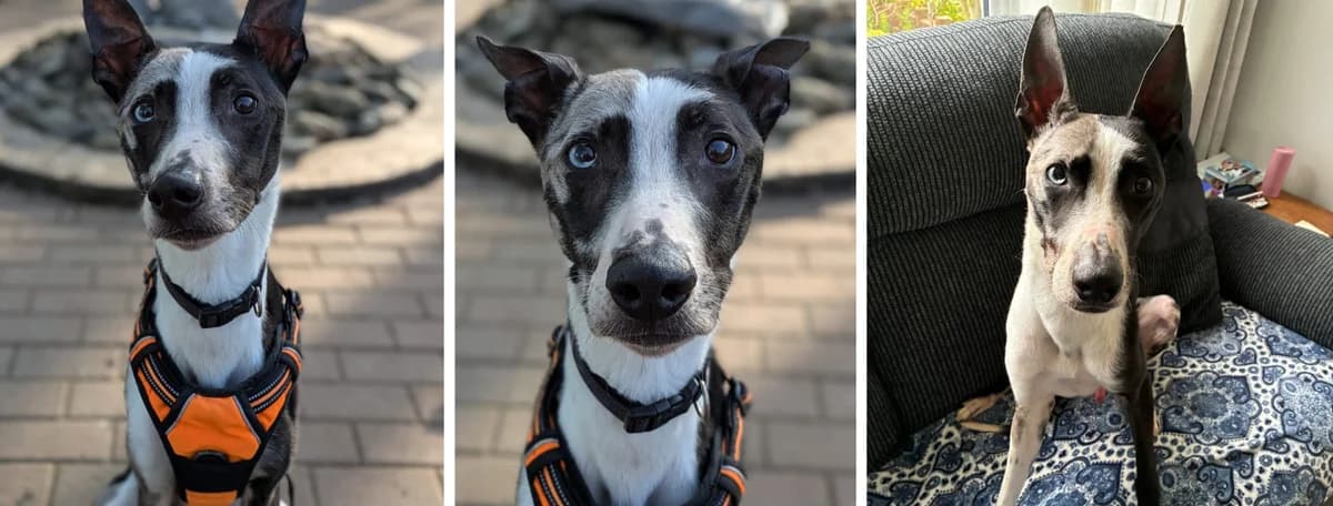 Adopt Bamboo, male 4yo Mixed Breed for adoption at Hope Rescue, Pontyclun