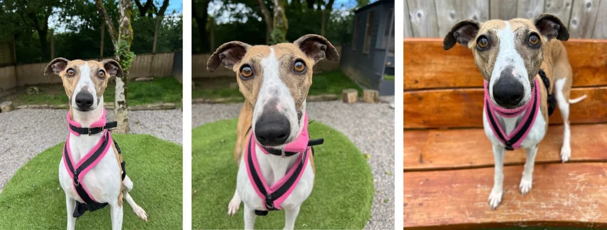 Adopt Birdie, female young Mixed Breed for adoption at Hope Rescue, Pontyclun