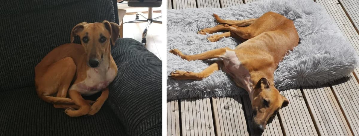 Adopt Bisto, male young Mixed Breed for adoption at Hope Rescue, Pontyclun