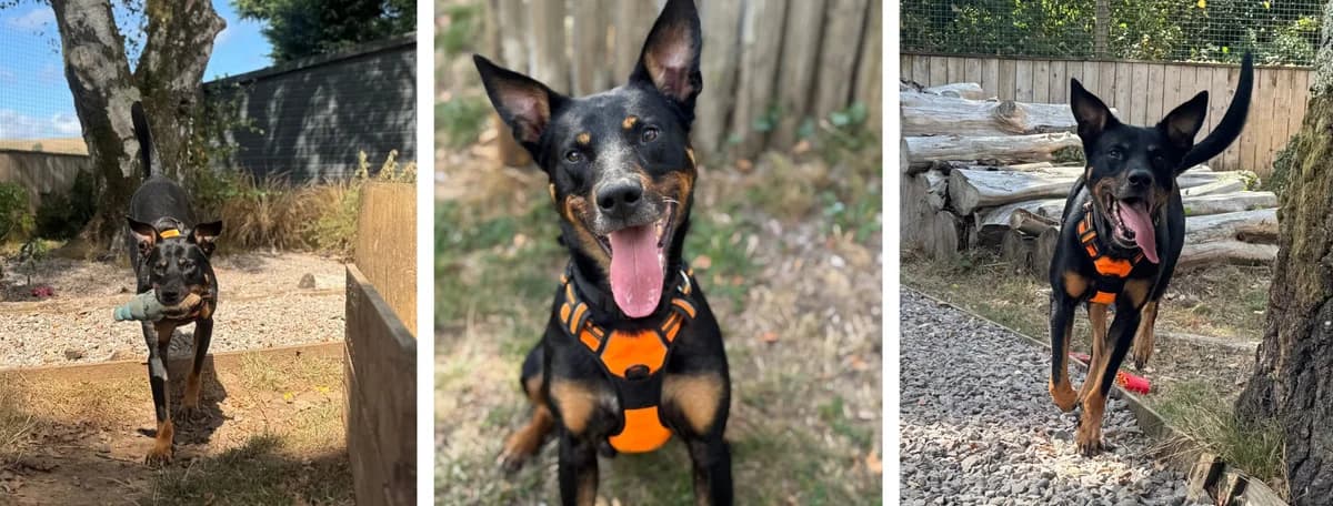 Adopt Bon Jovi, male 6yo Mixed Breed for adoption at Hope Rescue, Pontyclun