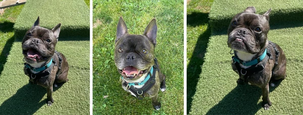 Adopt Boris, male 5yo Mixed Breed for adoption at Hope Rescue, Pontyclun