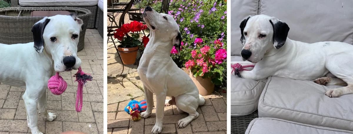 Adopt Checkers, female young Mixed Breed for adoption at Hope Rescue, Pontyclun