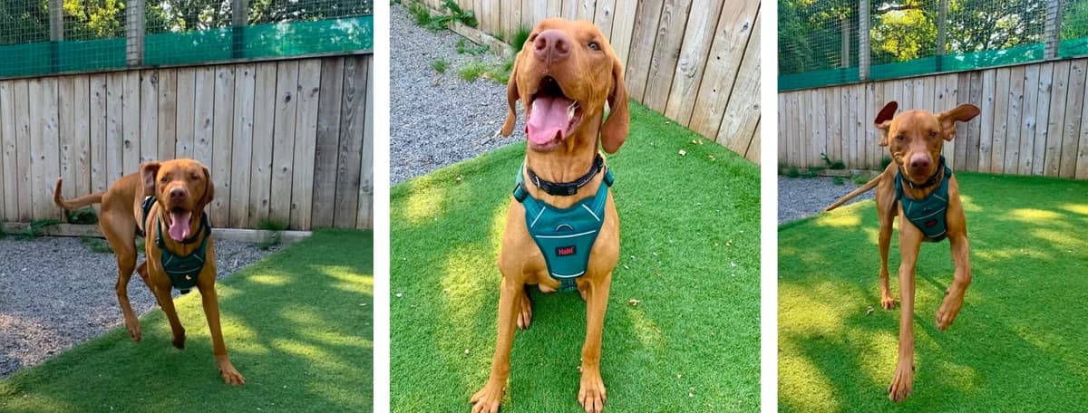 Adopt Cobalt, male young Mixed Breed for adoption at Hope Rescue, Pontyclun