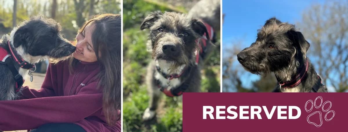 Adopt Delilah, female young Lurcher for adoption at Hope Rescue, Pontyclun