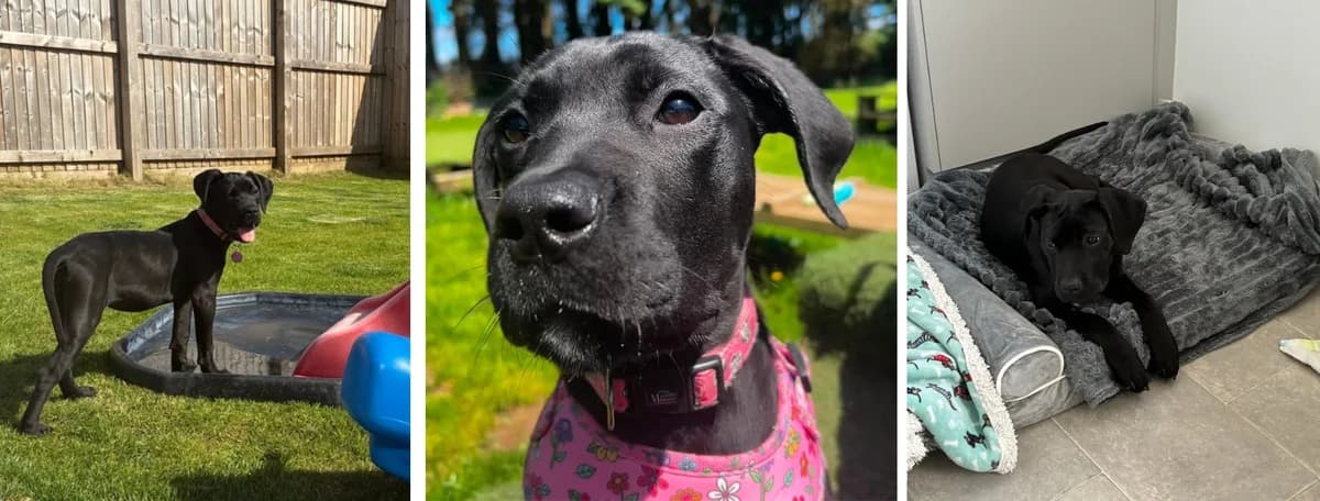 Adopt Eden, female puppy Mixed Breed for adoption at Hope Rescue, Pontyclun