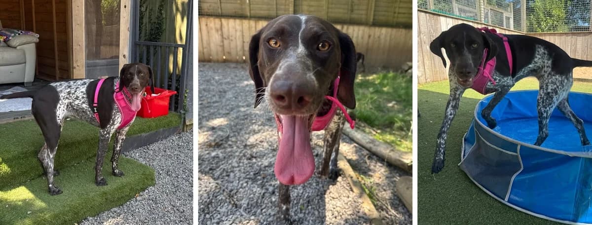 Adopt Fluorine, female young Mixed Breed for adoption at Hope Rescue, Pontyclun
