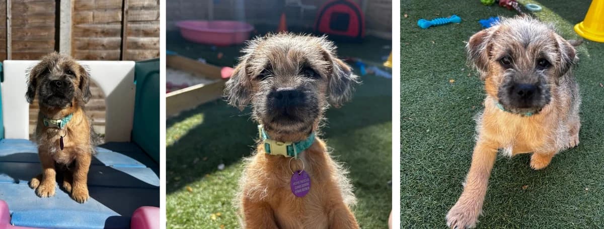 Adopt Freddie, male Mixed Breed for adoption at Hope Rescue, Pontyclun
