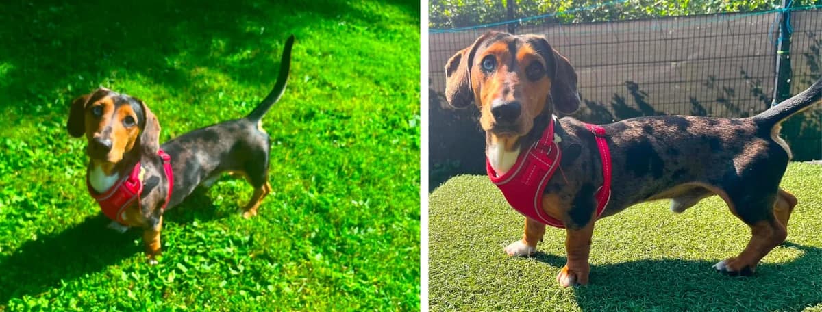 Adopt Gaz, female puppy Mixed Breed for adoption at Hope Rescue, Pontyclun