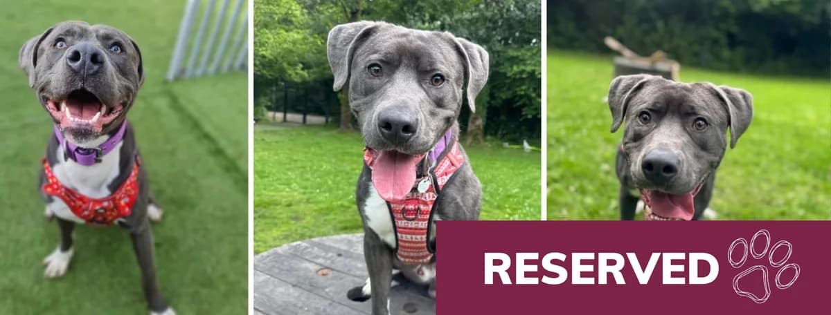 Adopt Gordon, male young Cane Corso for adoption at Hope Rescue, Pontyclun