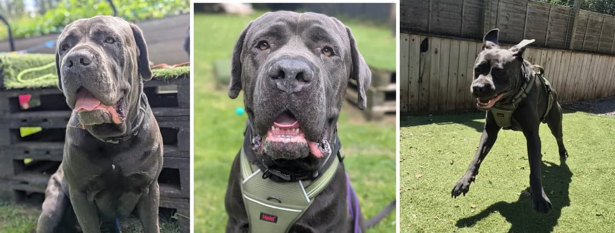 Adopt Hagrid, male young Mixed Breed for adoption at Hope Rescue, Pontyclun