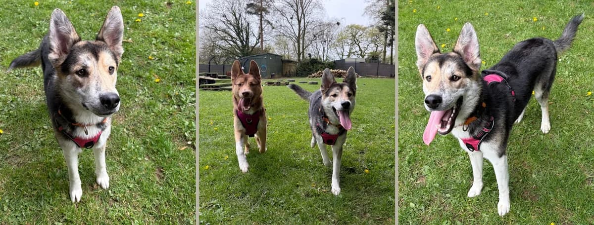 Adopt Ilya, male puppy Husky for adoption at Hope Rescue, Pontyclun