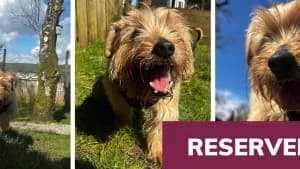 Adopt Ilya, male Mixed Breed for adoption at Hope Rescue, Pontyclun — photo 5 of 31