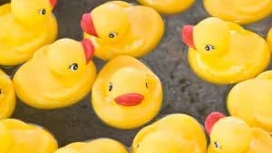 Adopt Ilya, male Mixed Breed for adoption at Hope Rescue, Pontyclun — photo 6 of 31