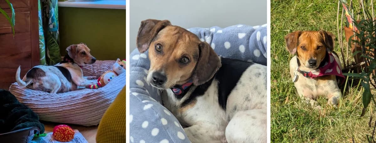 Adopt Jackie, female young Mixed Breed for adoption at Hope Rescue, Pontyclun