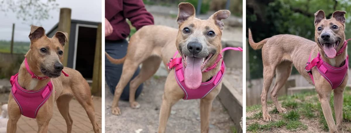Adopt Jam, female 3yo Mixed Breed for adoption at Hope Rescue, Pontyclun