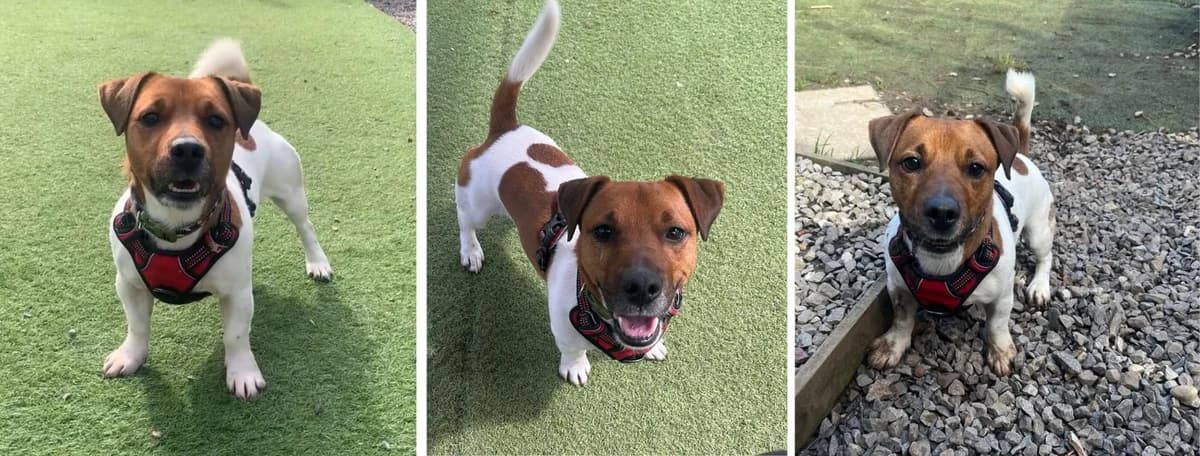 Adopt Jasper, Mixed Breed (Hope Rescue)