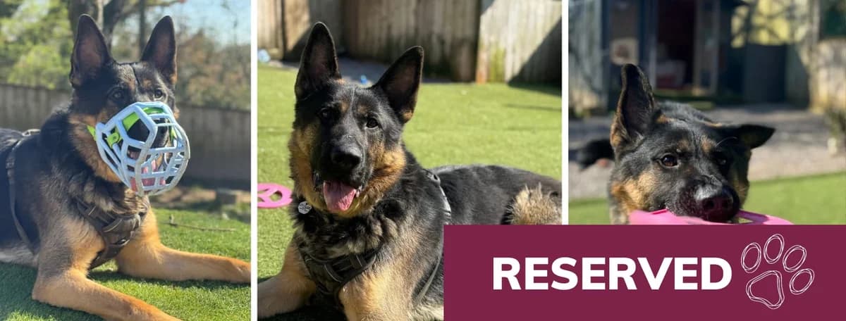 Adopt Kevin, male 3yo Mixed Breed for adoption at Hope Rescue, Pontyclun
