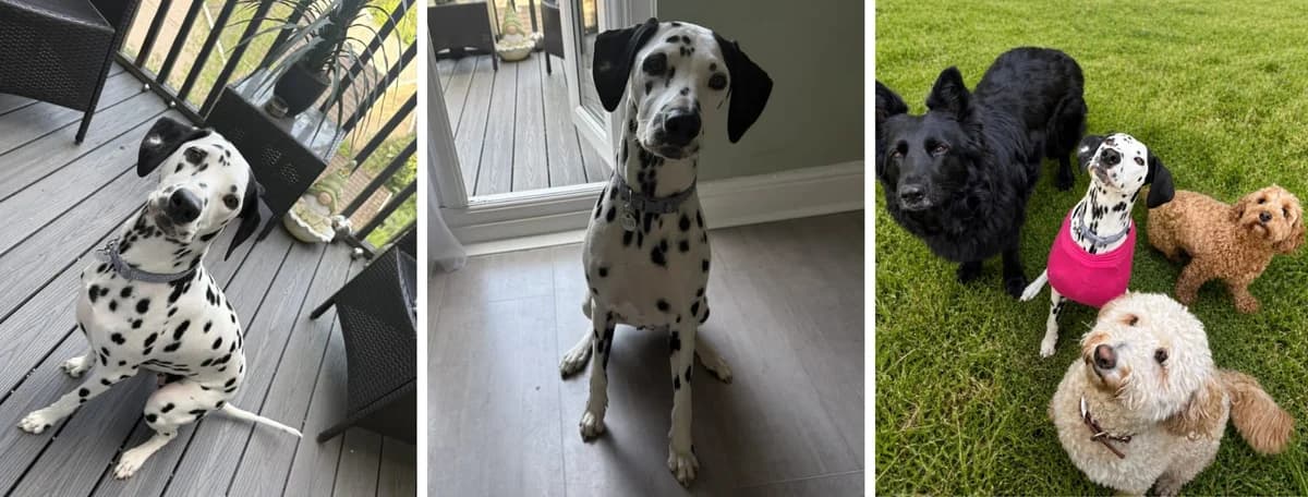 Adopt Koda, female 3yo Mixed Breed for adoption at Hope Rescue, Pontyclun