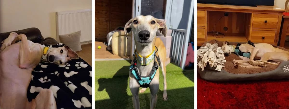 Adopt Lamby, male Mixed Breed for adoption at Pontyclun