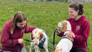 Adopt Lamby, male Mixed Breed for adoption at Hope Rescue, Pontyclun — photo 7 of 31