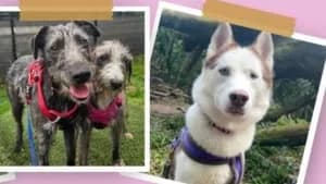 Adopt Lamby, male Mixed Breed for adoption at Hope Rescue, Pontyclun — photo 8 of 31