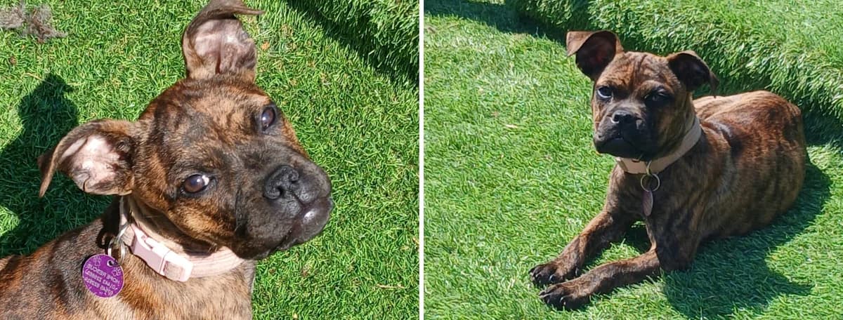 Adopt Mackerel, female senior Mixed Breed for adoption at Hope Rescue, Pontyclun