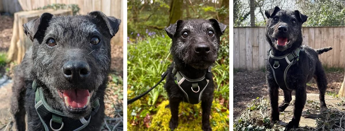 Adopt Margaret, female senior Patterdale Terrier for adoption at Hope Rescue, Pontyclun